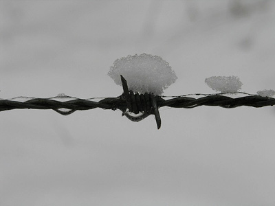Barbed wire with a snowflake; photo courtesy Michael David